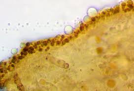 Attēlu rezultāti vaicājumam “Licea chelonoides”