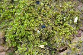 Attēlu rezultāti vaicājumam “Mniaecia jungermanniae”