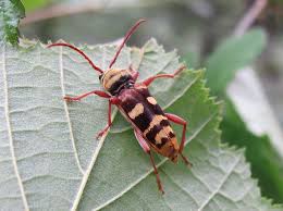 Attēlu rezultāti vaicājumam “Plagionotus detritus”