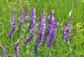 Attēlu rezultāti vaicājumam “Vicia tenuifolia flower”