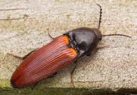 Attēlu rezultāti vaicājumam “Ampedus sp.”