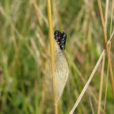 Attēlu rezultāti vaicājumam “Zygaena cocoon”