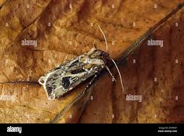 Attēlu rezultāti vaicājumam “Agrotis vestigialis”