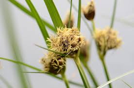Attēlu rezultāti vaicājumam “Bolboschoenus maritimus”