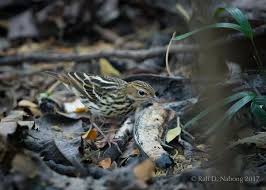 Image result for Anthus gustavi