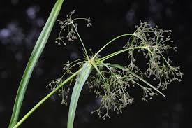 Attēlu rezultāti vaicājumam “Scirpus sylvaticus”