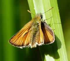 Attēlu rezultāti vaicājumam “Thymelicus sylvestris male”