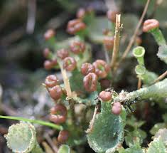 Attēlu rezultāti vaicājumam “Cladonia ramulosa”