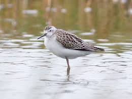 Attēlu rezultāti vaicājumam “Tringa stagnatilis adult”