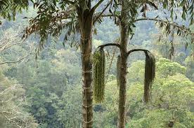 Image result for синхараджа