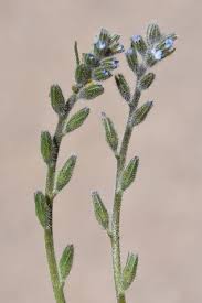 Attēlu rezultāti vaicājumam “Myosotis stricta”