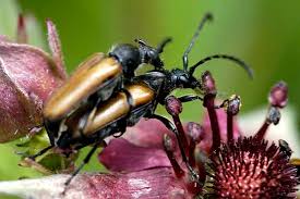 Attēlu rezultāti vaicājumam “Paracorymbia maculicornis”