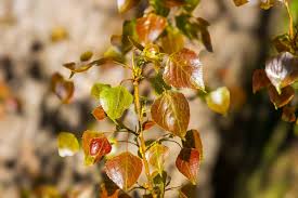 Attēlu rezultāti vaicājumam “Populus x canadensis fruit”