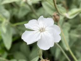 Image result for Lychnis coronaria alba