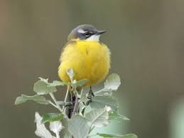 Attēlu rezultāti vaicājumam “Motacilla flava flava adult”
