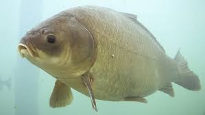 Image result for Ictiobus cyprinellus