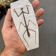 Attēlu rezultāti vaicājumam “Heteroptera”