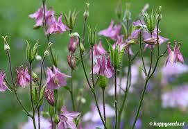 Image result for Akelei