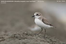 Image result for Charadrius mongolus