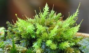 Attēlu rezultāti vaicājumam “Bryales”