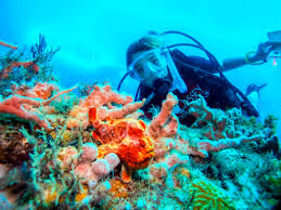 Image result for Exe To Sea Diving