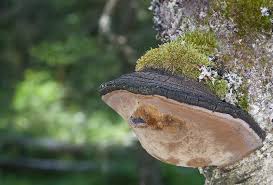 Attēlu rezultāti vaicājumam “Phellinus nigricans”
