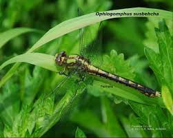 Attēlu rezultāti vaicājumam “Ophiotheca sp.”