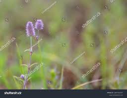 Attēlu rezultāti vaicājumam “Trifolium dubium fruit”