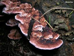 Attēlu rezultāti vaicājumam “Fomitopsis rosea”