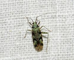 Attēlu rezultāti vaicājumam “Dryophilocoris flavoquadrimaculatus imago”