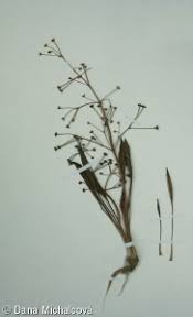 Attēlu rezultāti vaicājumam “Alisma gramineum leaf”