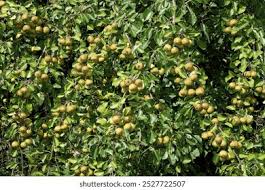 Attēlu rezultāti vaicājumam “Pyrus pyraster fruit”