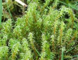 Attēlu rezultāti vaicājumam “Rhytidiadelphus squarrosus”