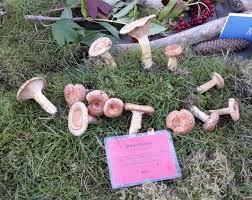 Attēlu rezultāti vaicājumam “Lactarius torminosus”