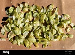 Attēlu rezultāti vaicājumam “Humulus lupulus fruit”