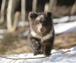 Image result for brown bear