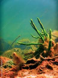 Attēlu rezultāti vaicājumam “Spongilla lacustris”