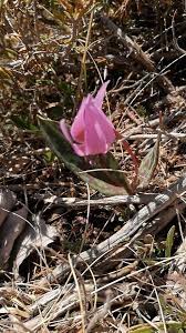 Attēlu rezultāti vaicājumam “Erythronium sibiricum”