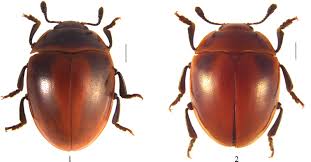 Attēlu rezultāti vaicājumam “Erotylidae”