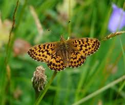 Attēlu rezultāti vaicājumam “Boloria eunomia upperside”