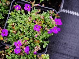 Image result for Aubrieta hybrida (cultorum)