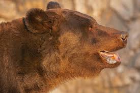 Attēlu rezultāti vaicājumam “Ursus arctos”