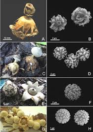 Attēlu rezultāti vaicājumam “Geastrum pectinatum”