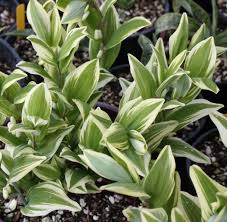 Attēlu rezultāti vaicājumam “Polygonatum odoratum leaf”