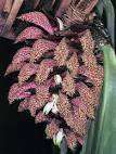 IOSPE PHOTOS