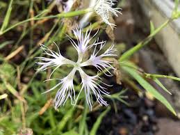 Image result for Dianthus superbus