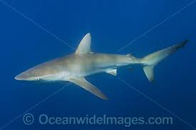 Image result for Carcharhinus brachyurus