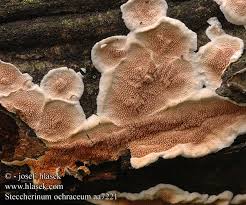 Attēlu rezultāti vaicājumam “Steccherinum bourdotii”