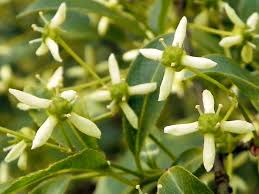Attēlu rezultāti vaicājumam “Euonymus europaeus flower”