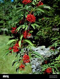 Attēlu rezultāti vaicājumam “Sambucus racemosa fruit”